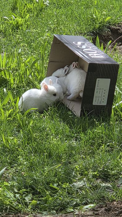 Карликовые кролики