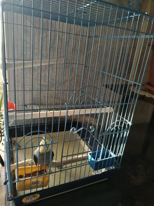 Продается попугай Корелла