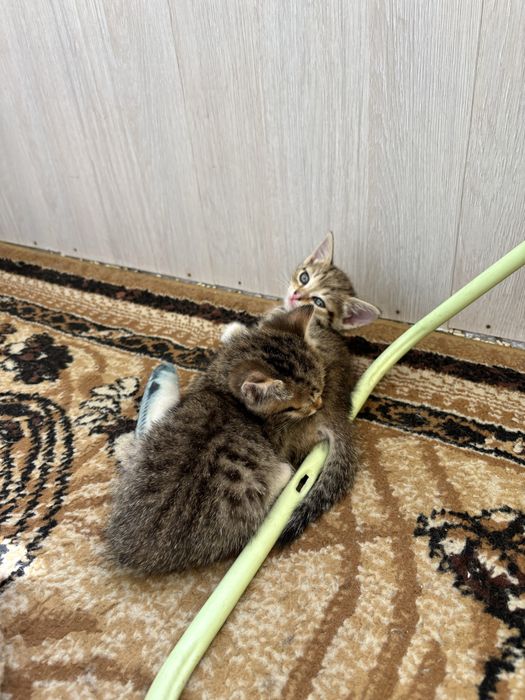 Два ласковых котенка