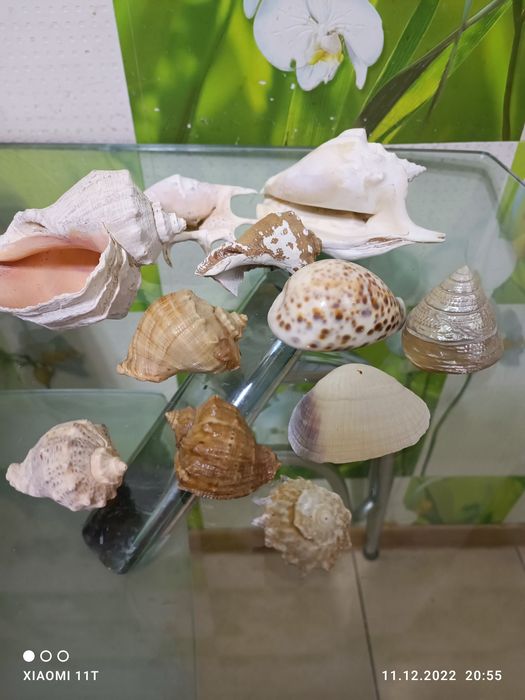 Продам коллекцию ракушек.