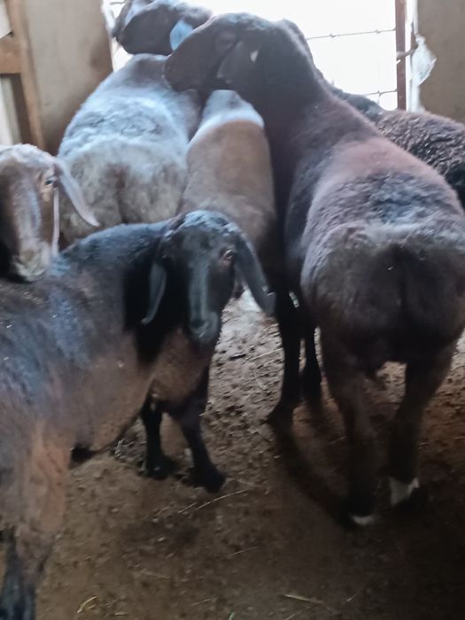 Саулықтар сатылады