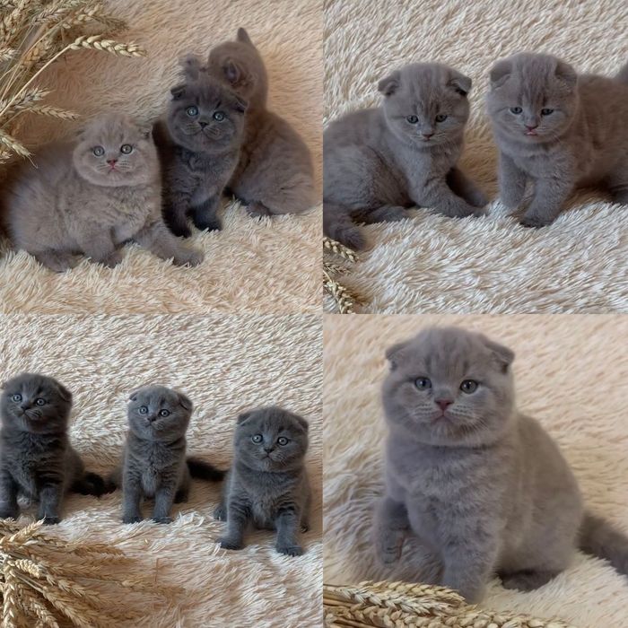 Роскошные вислоушки