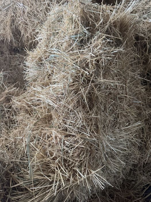 Биринши орак шоп бар