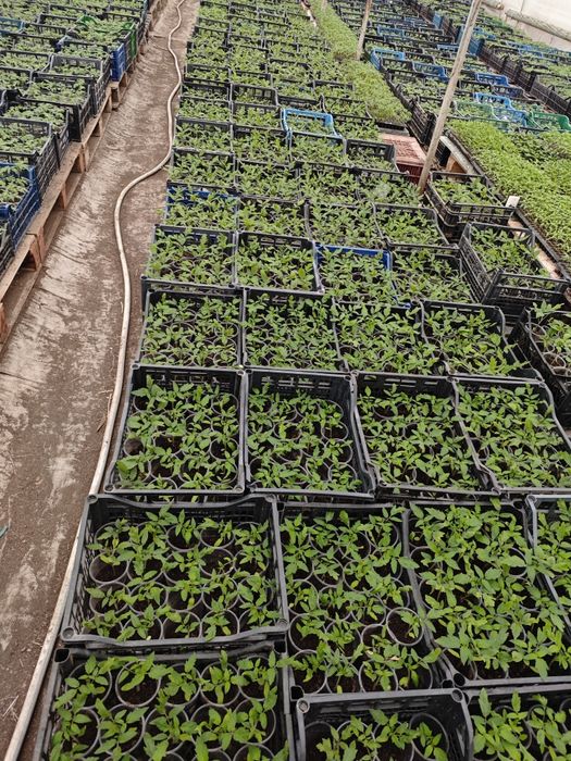 Дребен разсад за пикиране