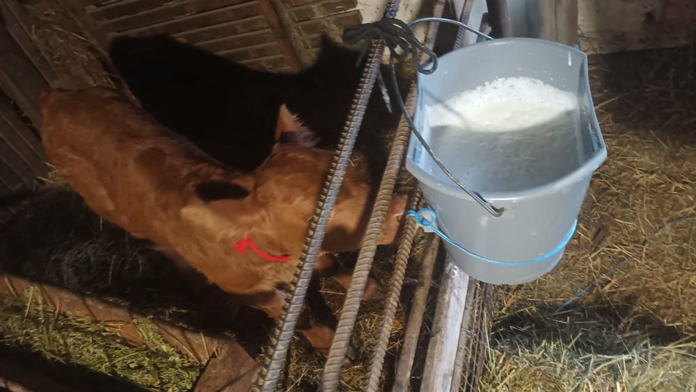 Vând vacă rasa celsy