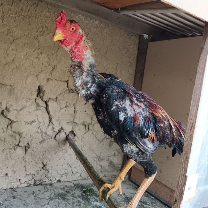 Dakan joja 8oyli yahshi narsani bolari