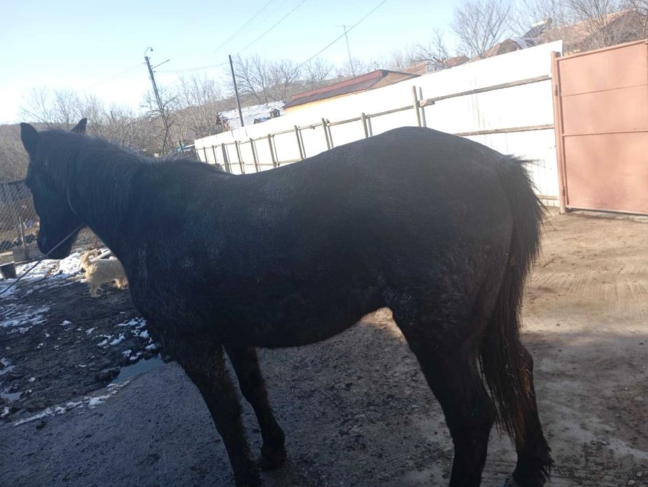 De vânzare-cumpărare