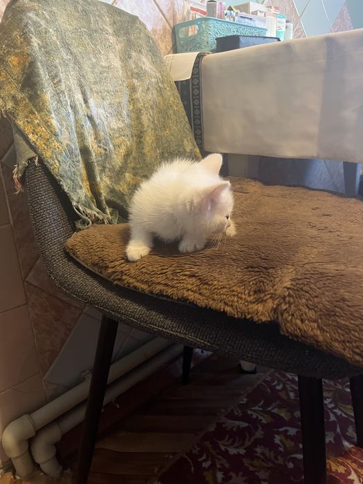 Отдам котенка очень активного