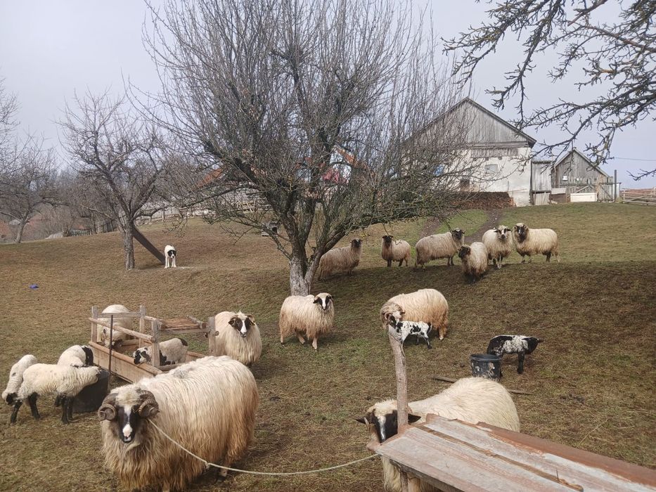 Vând oi ,preț si mai multe detalii la telefon >