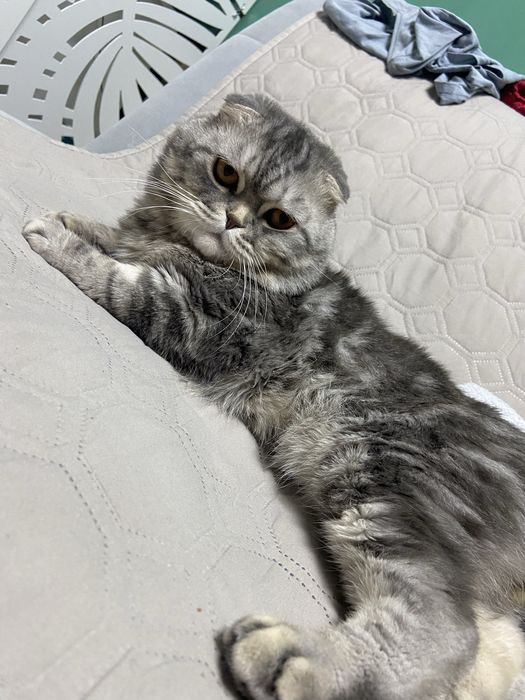 Ищем девочку для вязки