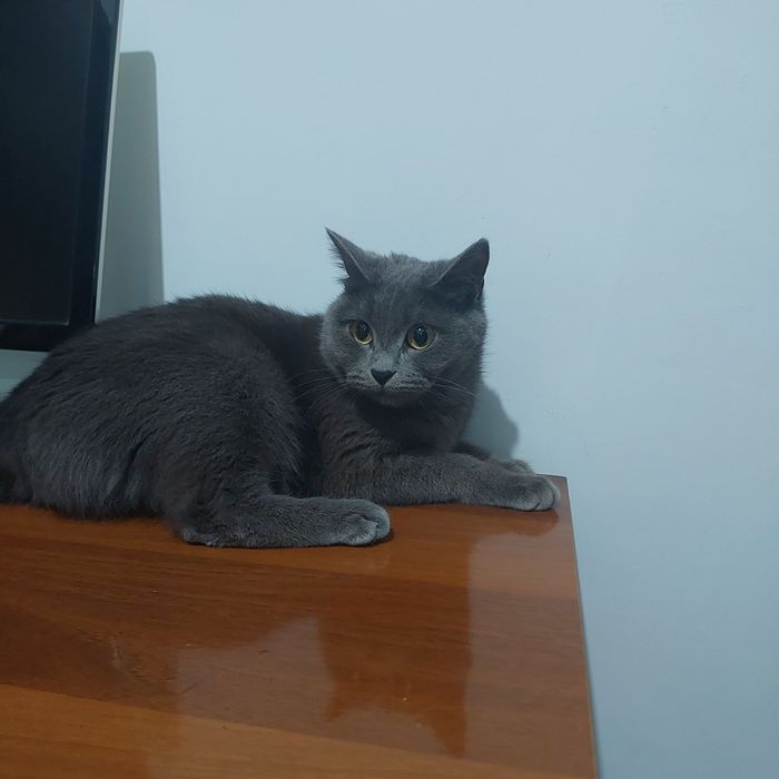 "British folt" toza zodli kamanda chunadigan, gorshok, ovqat idishi bn