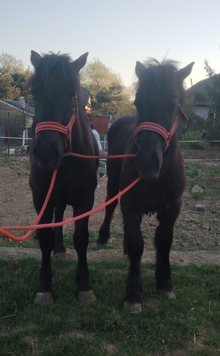 Două manze Sânge Rece Unguresc și un mânz Percheron!