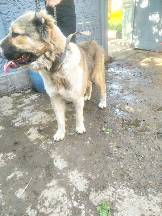 Добрая собака хороший