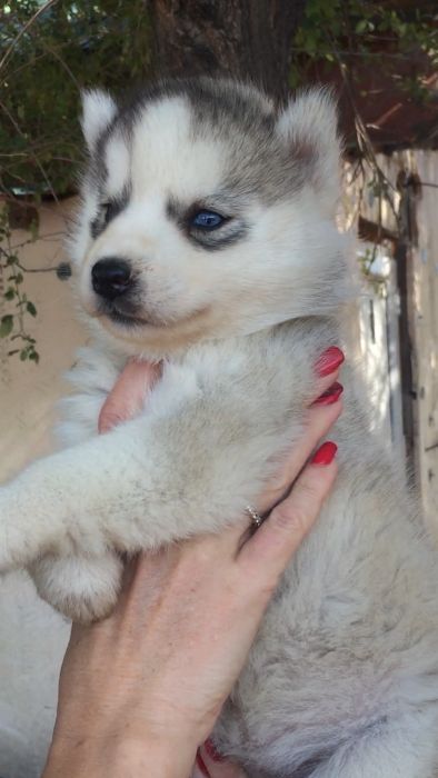 Серебристая красотка