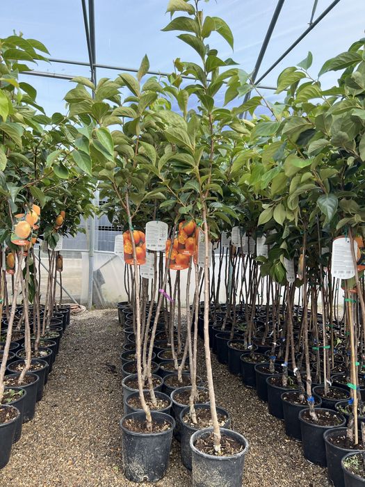 Kaki la ghiveci peste 1m