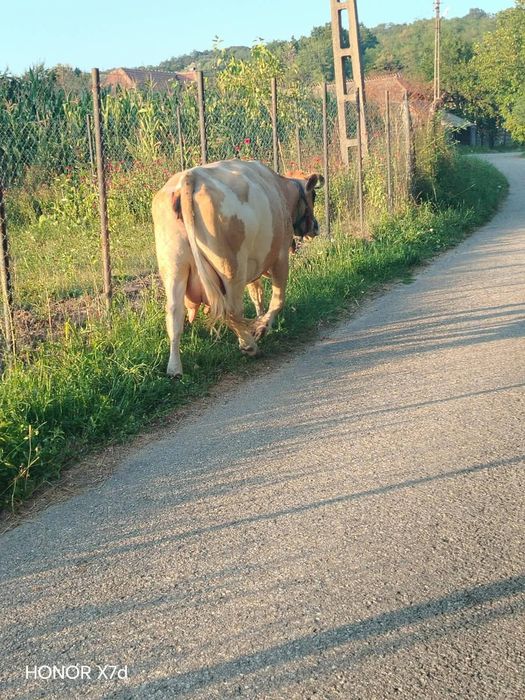 Vând. Vaca de 9 ani