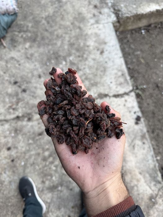 Chirik Mayiz кишмиш