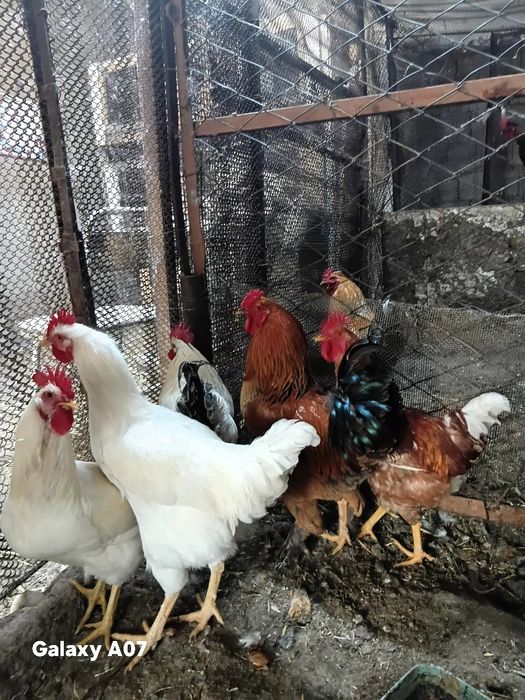 Продам петушков молодняк