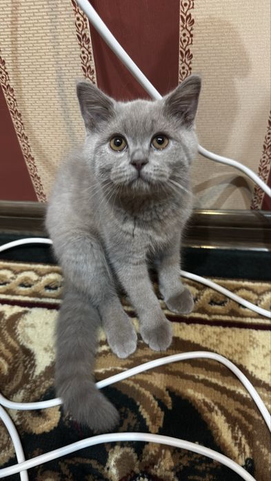 Продается Котик породистый скоттиш страйт