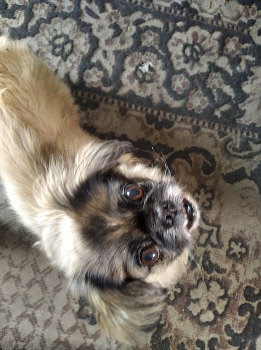 Пропала собачка...