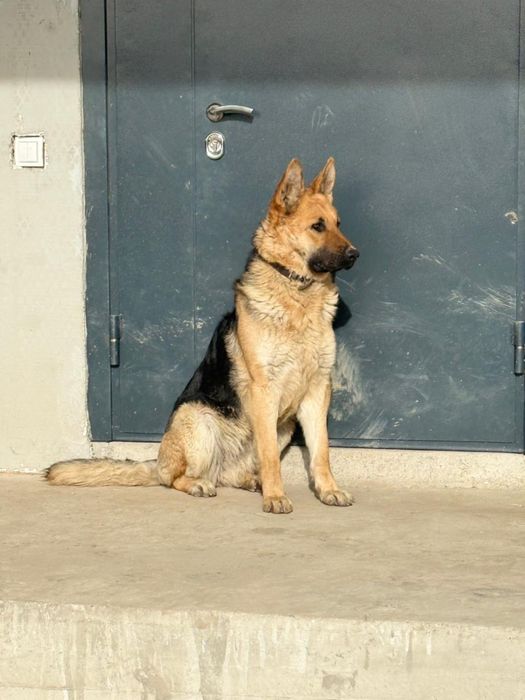 Ищем мальчика для Овчарки