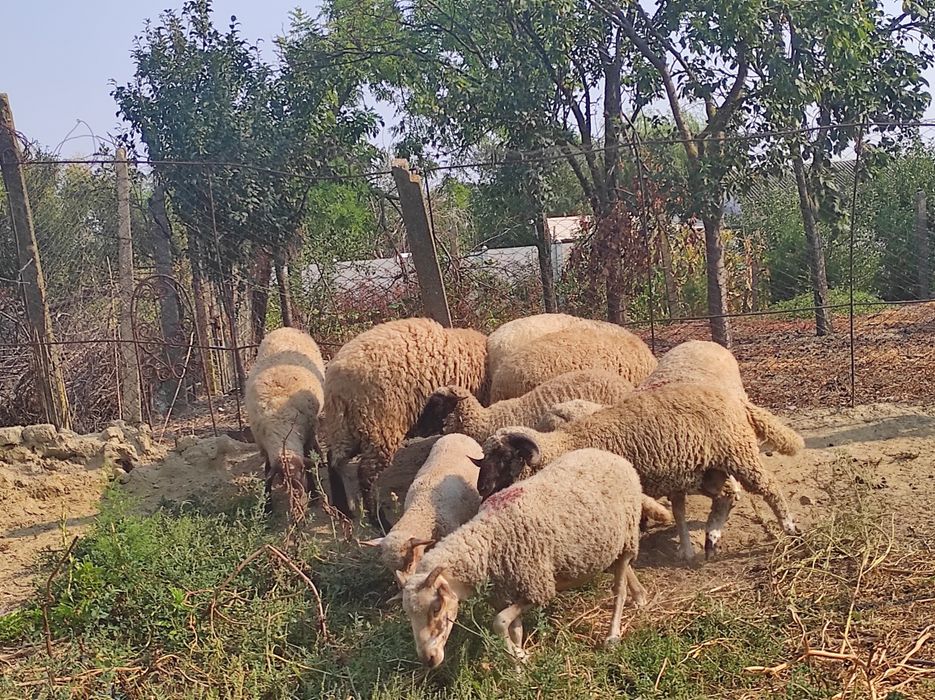Oi sterpe , miei și  berbeci de vânzare