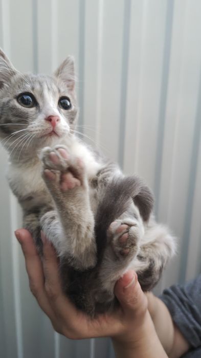 Отдам котёнка, мальчик