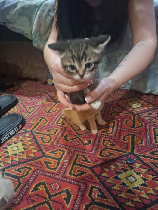 Ищем дом для малышей