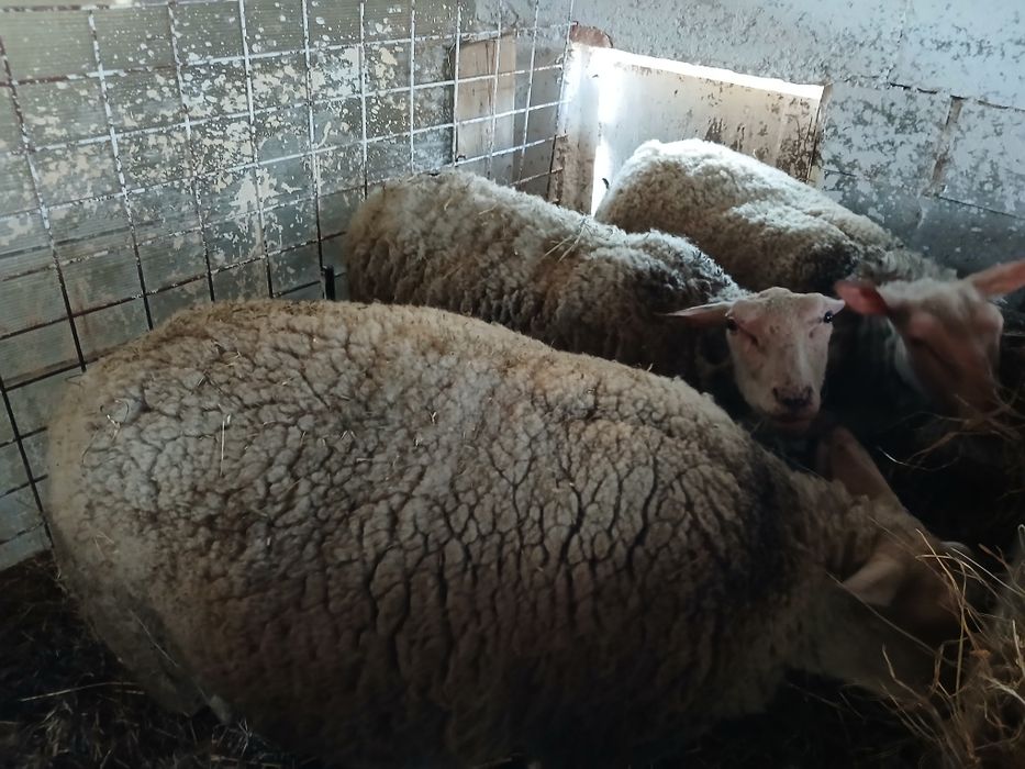 De vânzare m-ai multe detalii la telefon