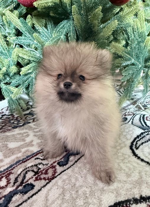 Продаются щенки малого немецкого шпица