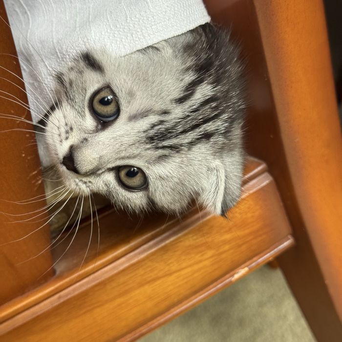 котята , с родословной