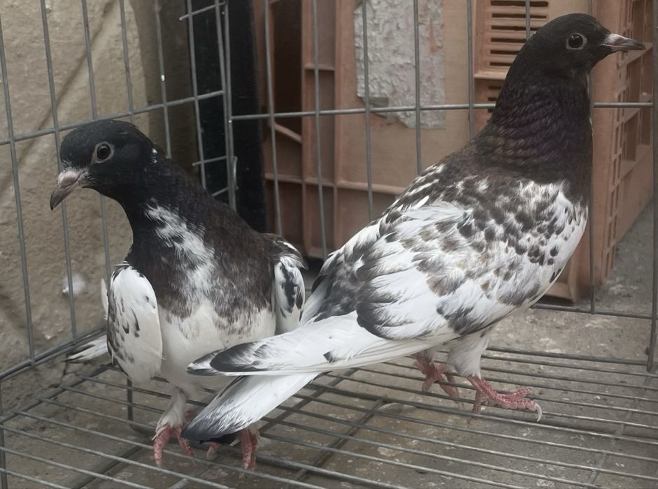 Продам голубей(молодняк)