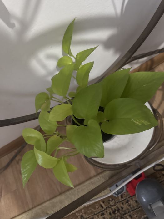 Уй гулдери срочно сатылады