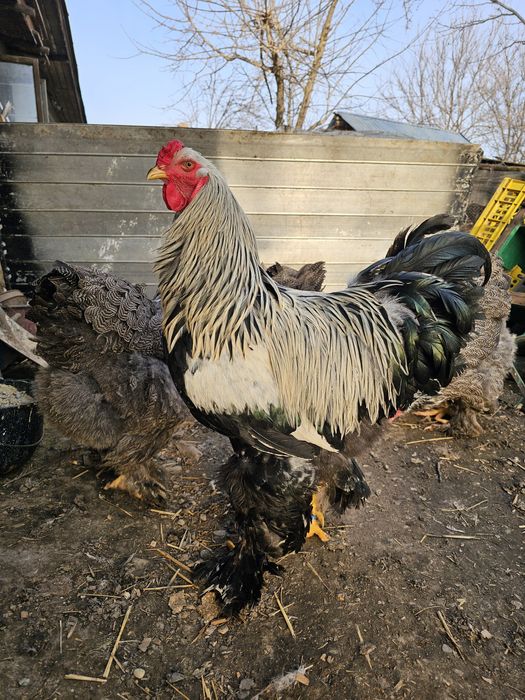 Oua Brahma diverse culori