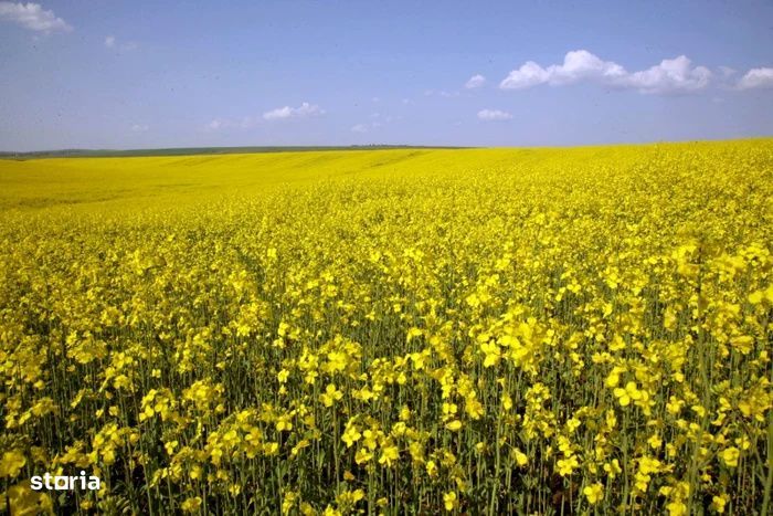 Portofoliu Agricol Premium 3.000 Ha Sudul Romaniei Oportunitate Invest