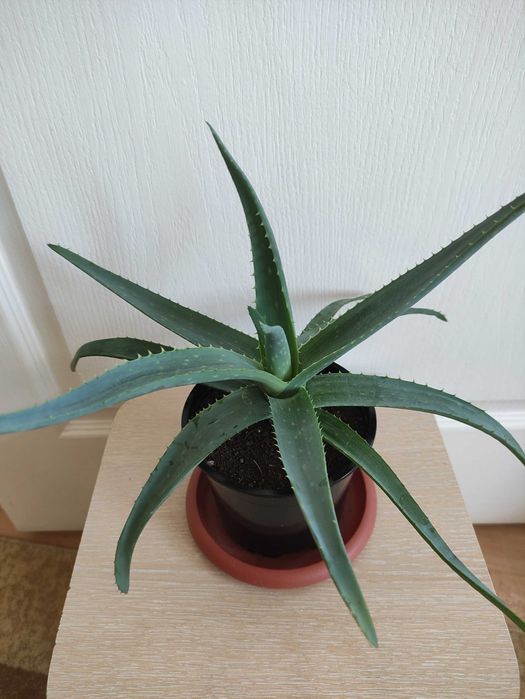 Алоэ в наличии 2500