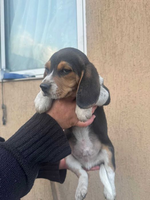 Catelus Beagle Pedigree Tricolor