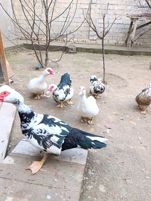 Indutkala sotiladi soglom 3ta erkak 3ta urgochj