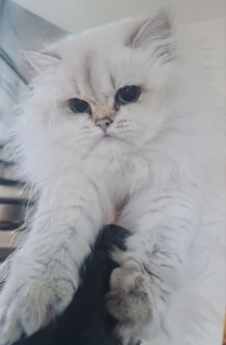 British longhair cu pedigree