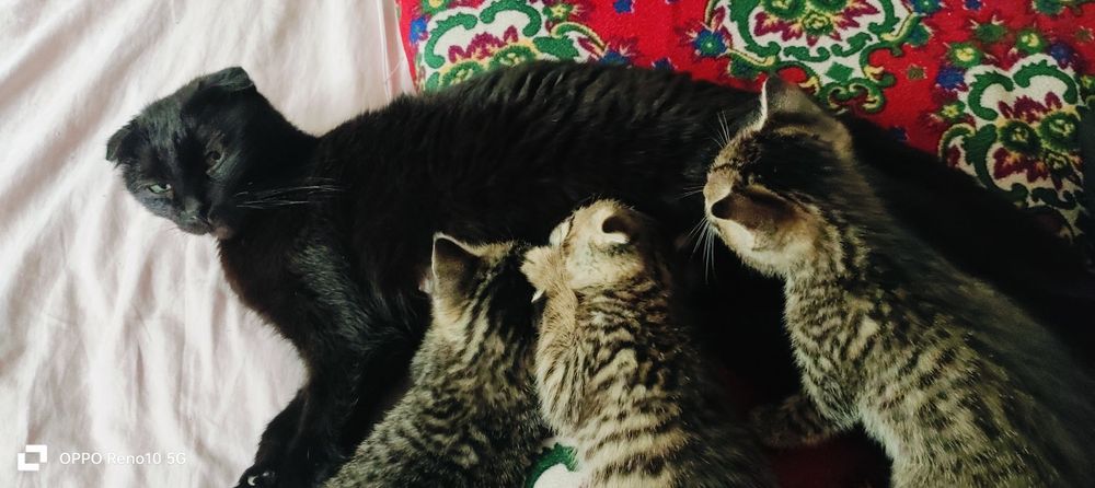 Отдам в хорошие руки