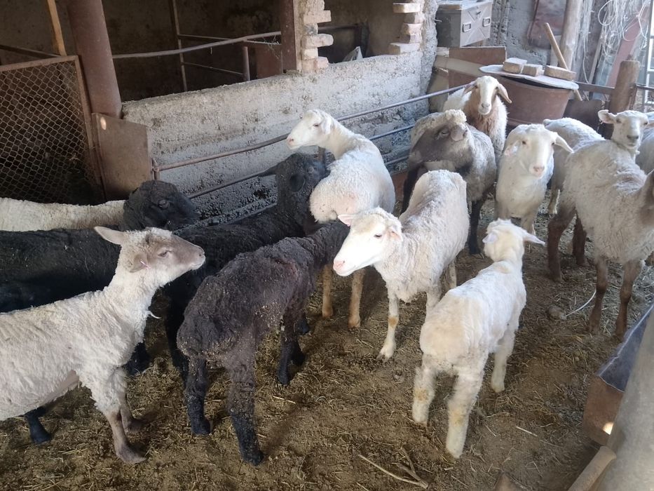 Қой, баран, тоқты, кой