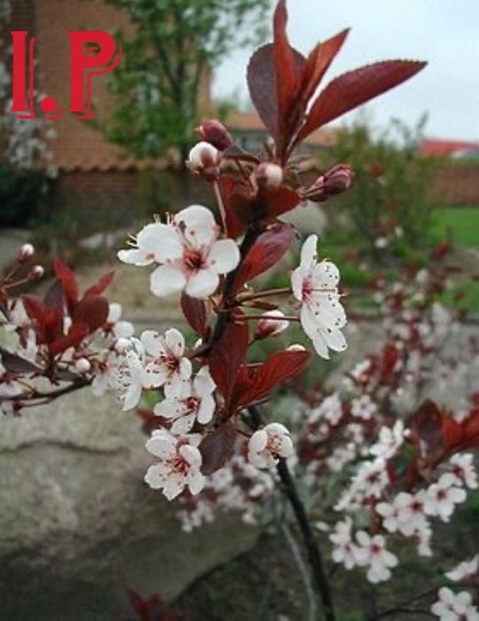 Prunus nigra   .