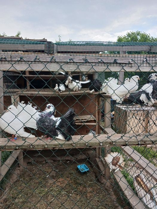 Porumbei pawa  frumoși