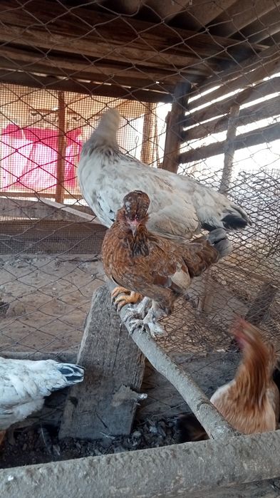 Японские карлики