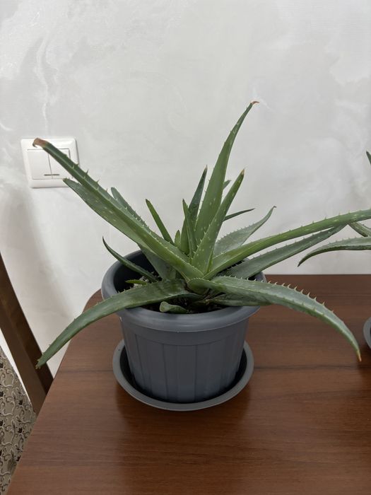 Алоэ вера и алоэ столетник