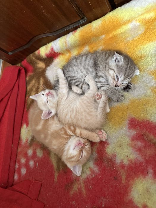 Отдам котят, 2 мальчика и 1 девочка