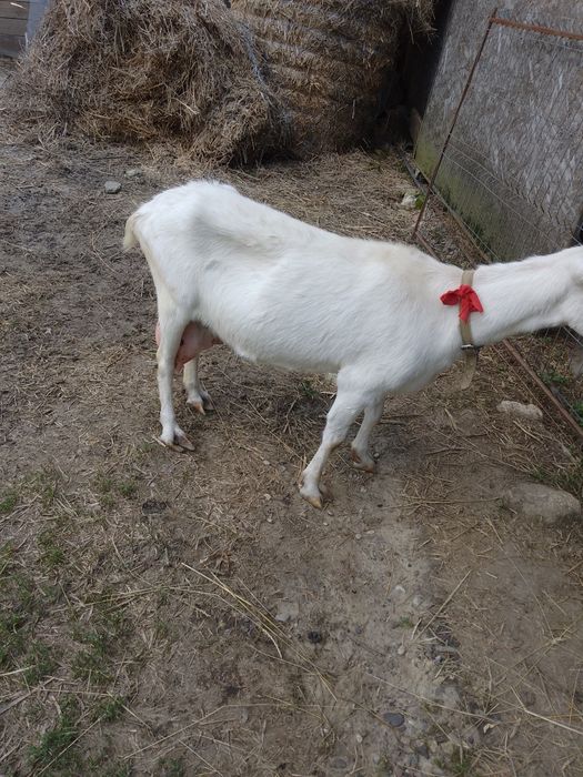 Vând doua capre rasa Sannen
