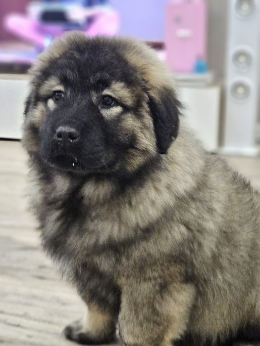 Femelă Ciobanesc Caucazian