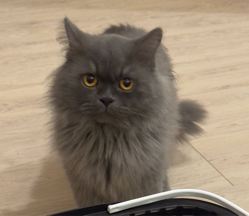 Отдадим кота в надежные руки