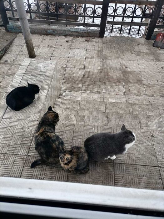 Ищем любящих хозяев